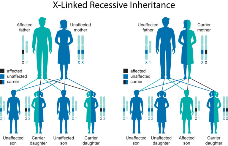 X-Linked-Chart-Final.jpg